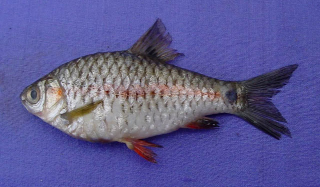 Puntius sophore
