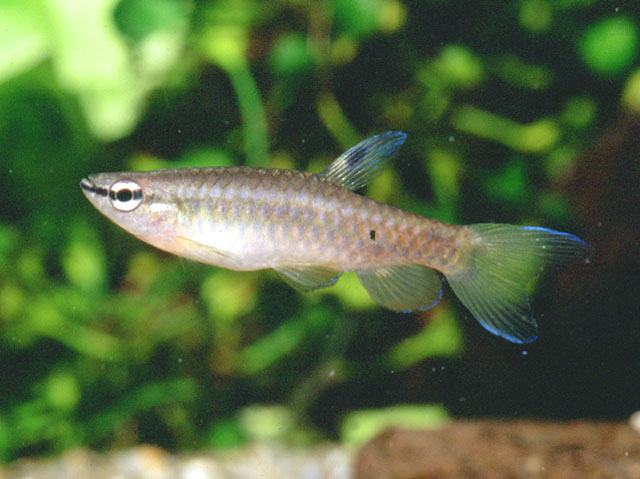 Pyrrhulina australis