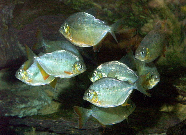 Pygopristis denticulata