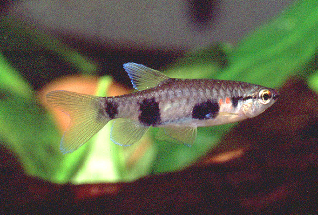 Pyrrhulina vittata