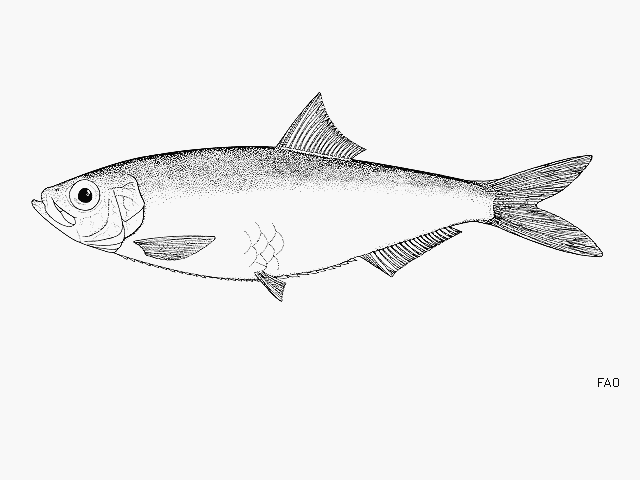 Ramnogaster arcuata