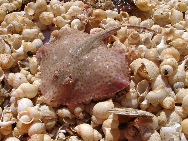 Raja brachyura
