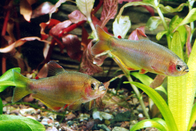 Rachoviscus crassiceps