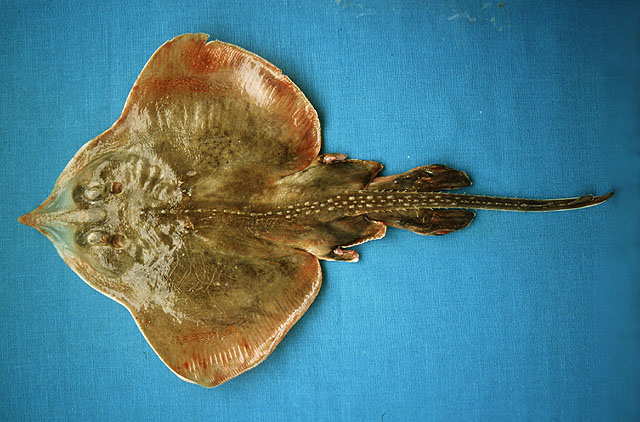 Rostroraja equatorialis