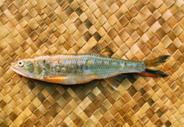 Raiamas guttatus