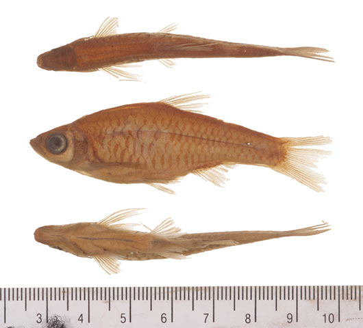 Rasbora philippina
