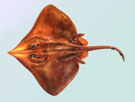 Beringraja pulchra