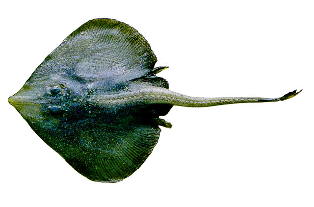 Rajella purpuriventralis