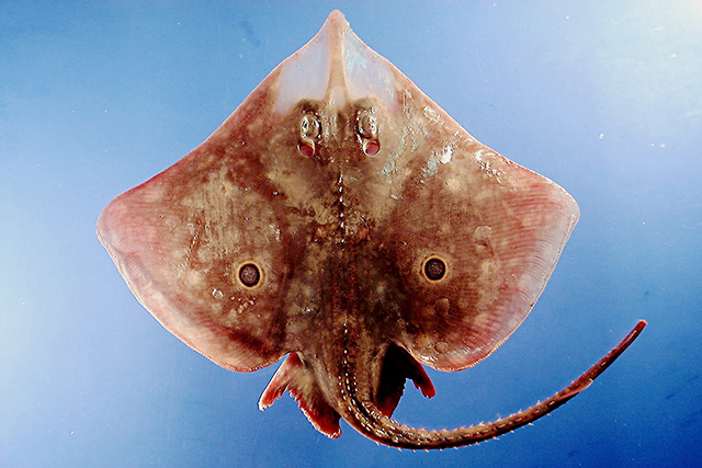 Rostroraja texana