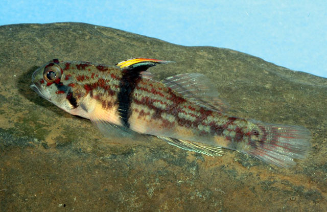 Redigobius balteatus