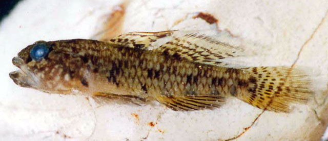 Rebik_m0.jpg