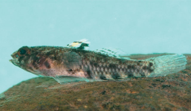 Rebik_u0.jpg