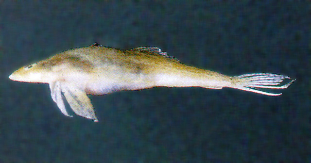 Repomucenus olidus