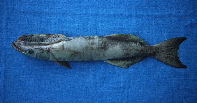 Remora remora