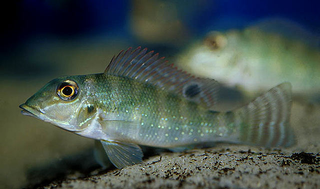 Retroculus xinguensis
