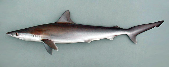 Rhizoprionodon acutus