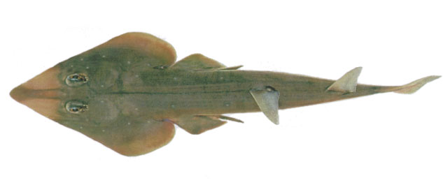 Rhinobatos annandalei
