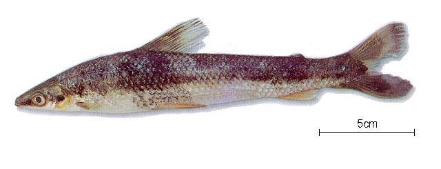 Rhytiodus argenteofuscus