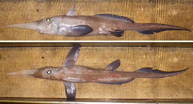 Rhinochimaera atlantica