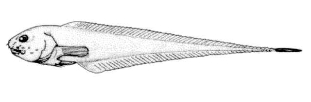 Rhinoliparis attenuatus