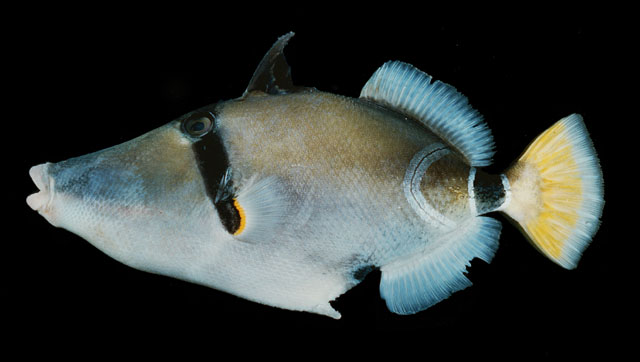 Rhinecanthus cinereus