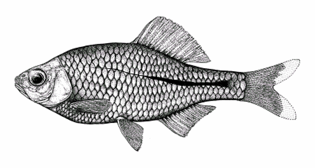 Rhodeus colchicus
