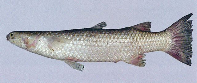 Rhinomugil corsula