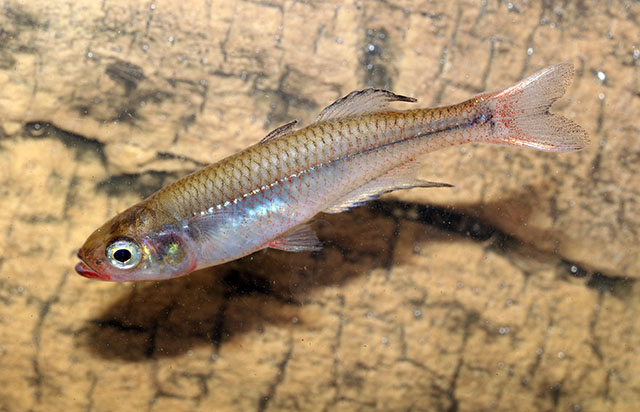 Rheocles derhami