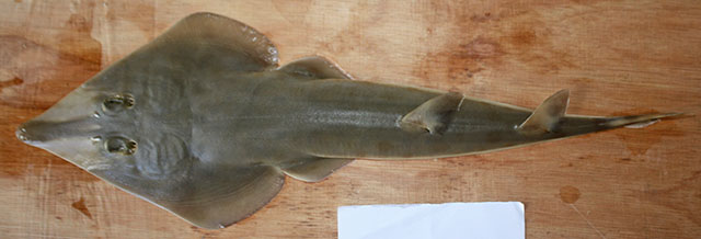 Rhinobatos formosensis