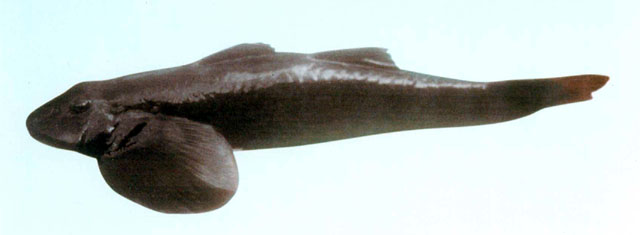 Rhgui_u0.jpg