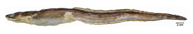 Rhynchoconger guppyi