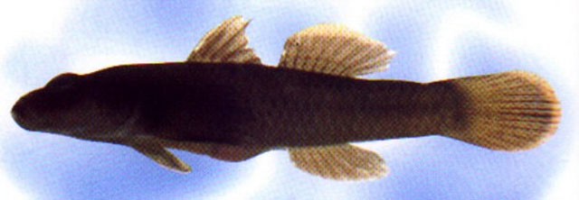 Rhinogobius henchuenensis