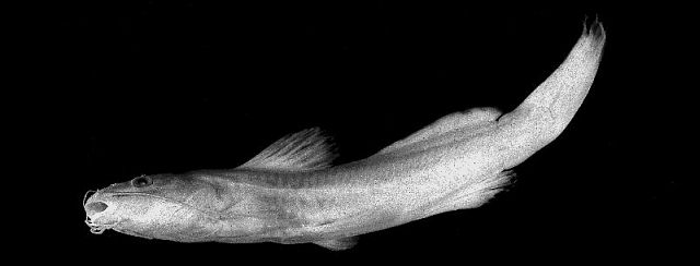 Rhamdia humilis