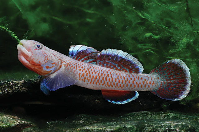 Rhinogobius lithopolychroma