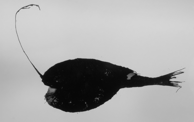 Rhynchactis macrothrix