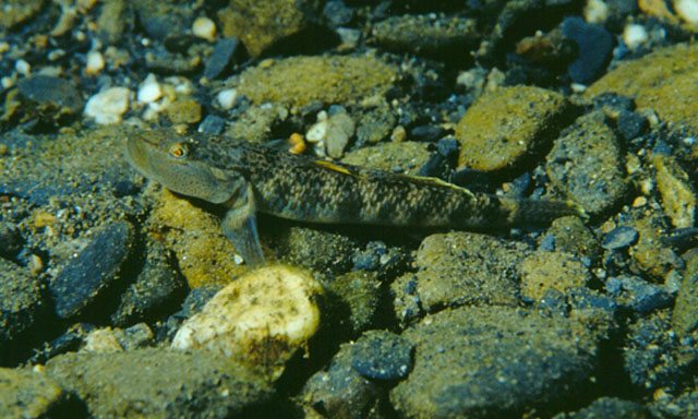 Rhinogobius maculafasciatus
