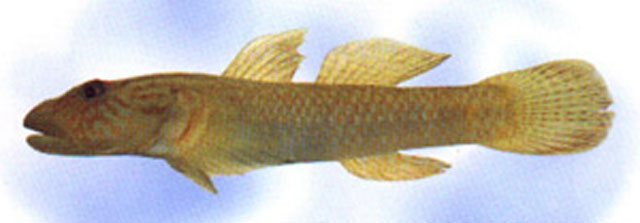 Rhnag_u0.jpg