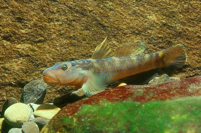 Rhinogobius formosanus