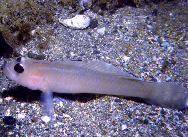 Rhinogobiops nicholsii