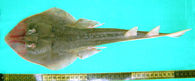 Glaucostegus obtusus