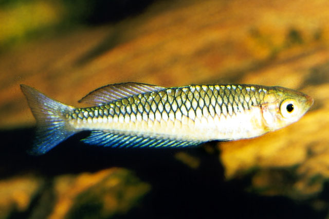 Rhadinocentrus ornatus