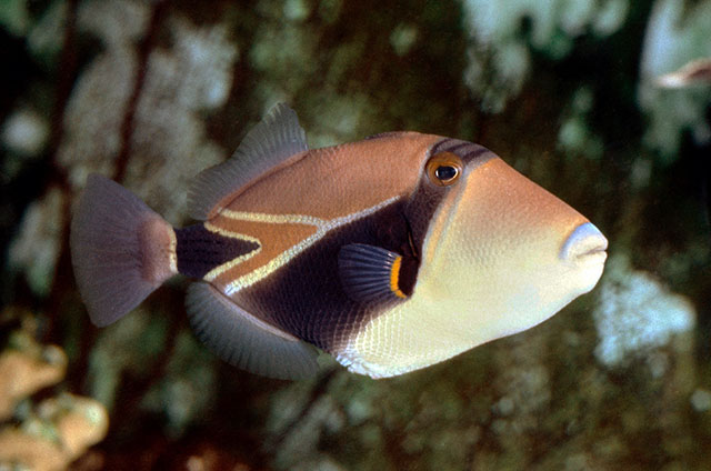 Rhinecanthus rectangulus
