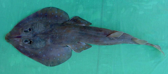 Acroteriobatus salalah