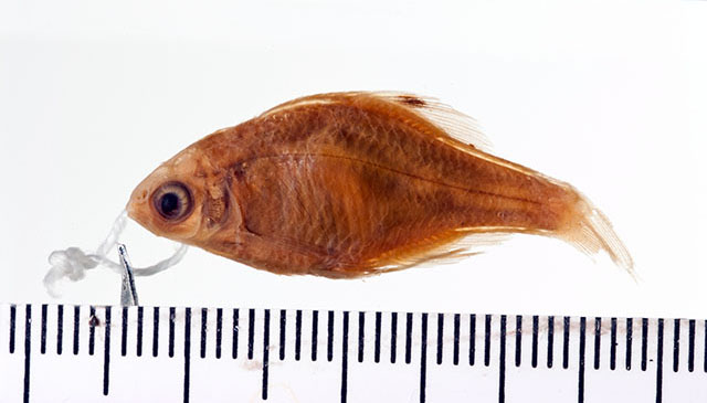 Rhodeus sciosemus