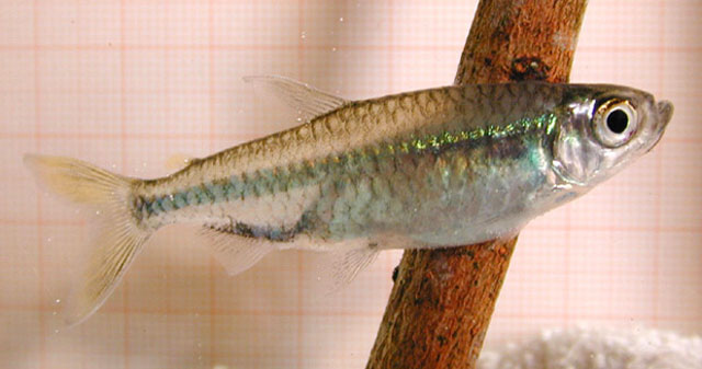 Rhabdalestes septentrionalis