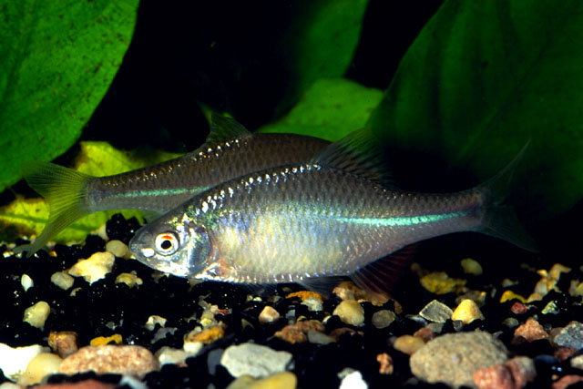 Rhodeus smithii