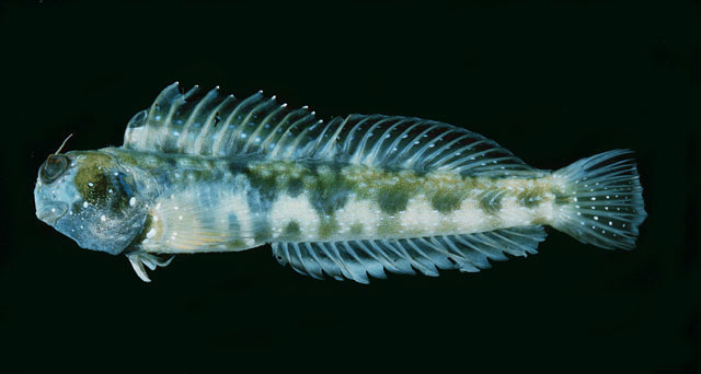 Rhabdoblennius snowi