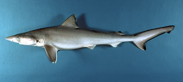 Rhizoprionodon terraenovae