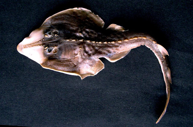 Rhinobatos thouiniana