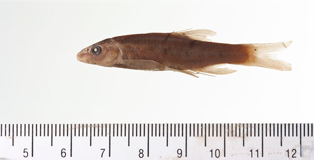 Rhinichthys umatilla